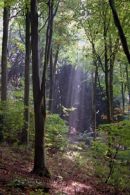 Sunlight through the canopy...